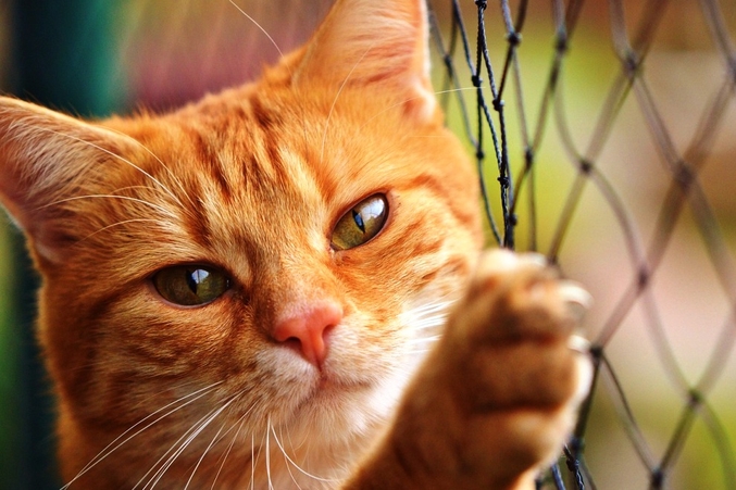 Purrfect Home Loans 