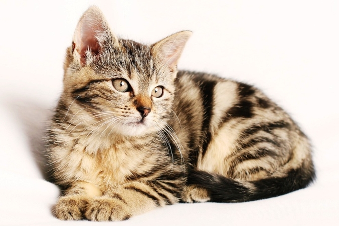 Purrfect Home Loans