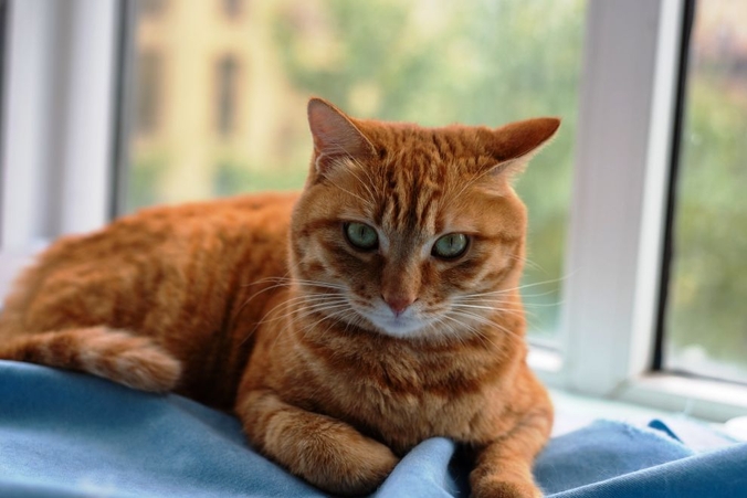 Purrfect Home Loans