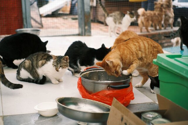 Purrfect Home Loans
