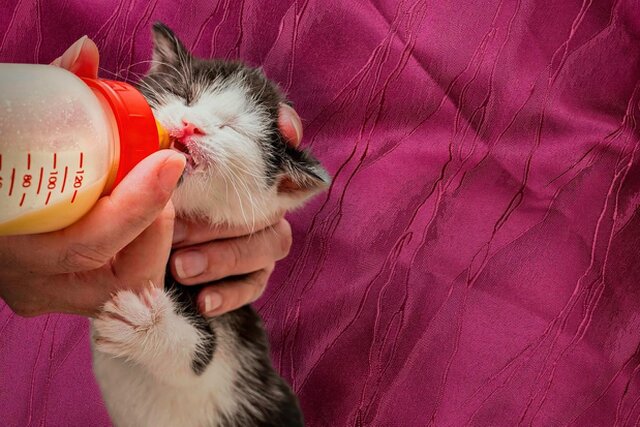 Purrfect Home Loans