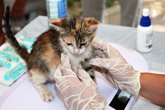 Purrfect Home Loans